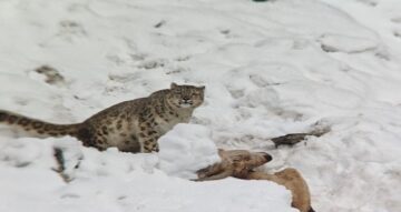 Snow Leopard
