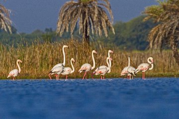 Ramsar sites